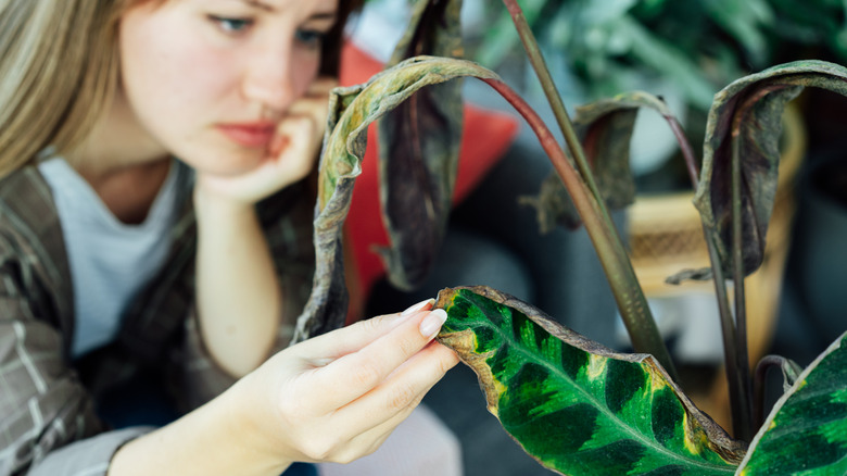 woman contemplating her damaged plant