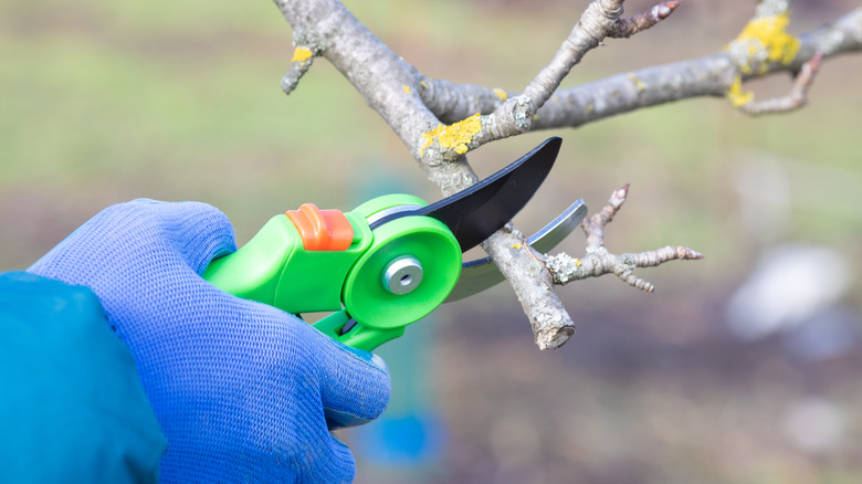 shears cutting a branch