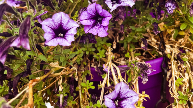 Repotting petunias