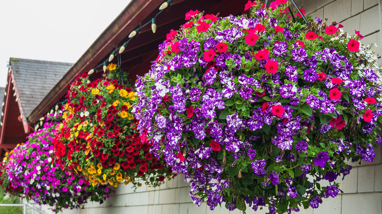 Pertunias hanging in colorful baskets
