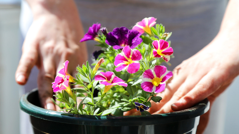 Replanting petunia plants