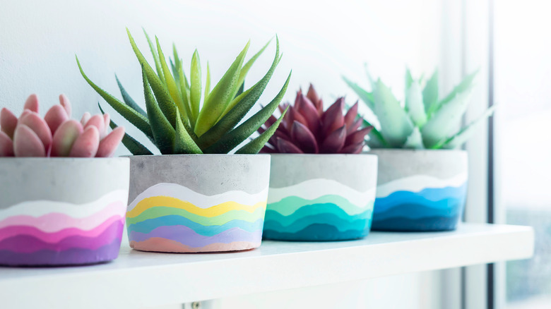 colorful indoor succulents