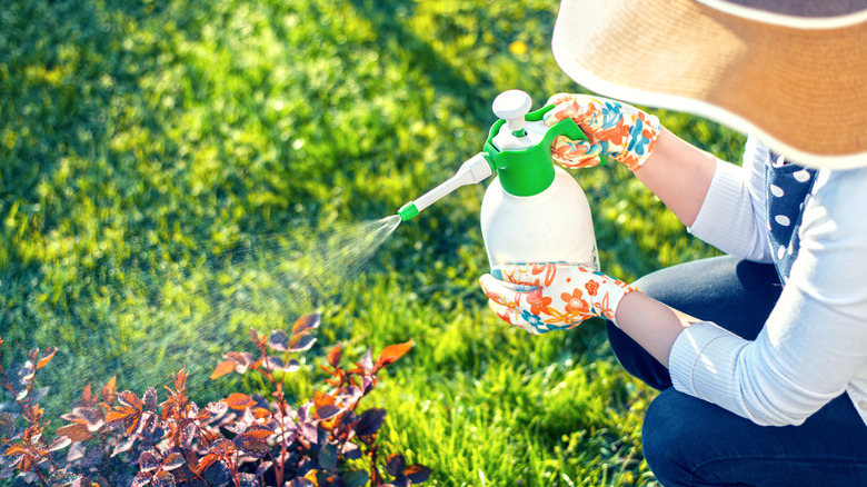 woman spraying plant