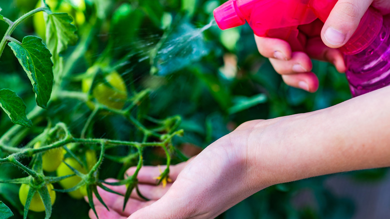 Hand holding spray bottle and spraying tomato plants