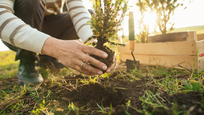 Close up of hand planting a plant in garden