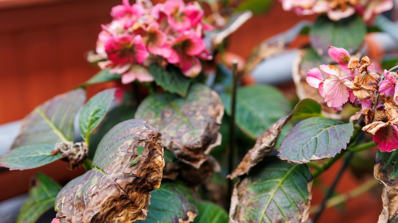 Hydrangea showing signs of heat stress