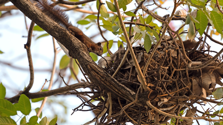 Squirrel moving towards nest