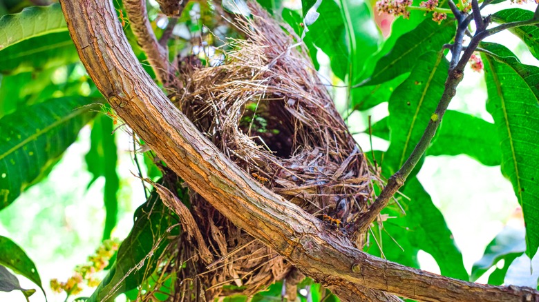 Empty nest on tree