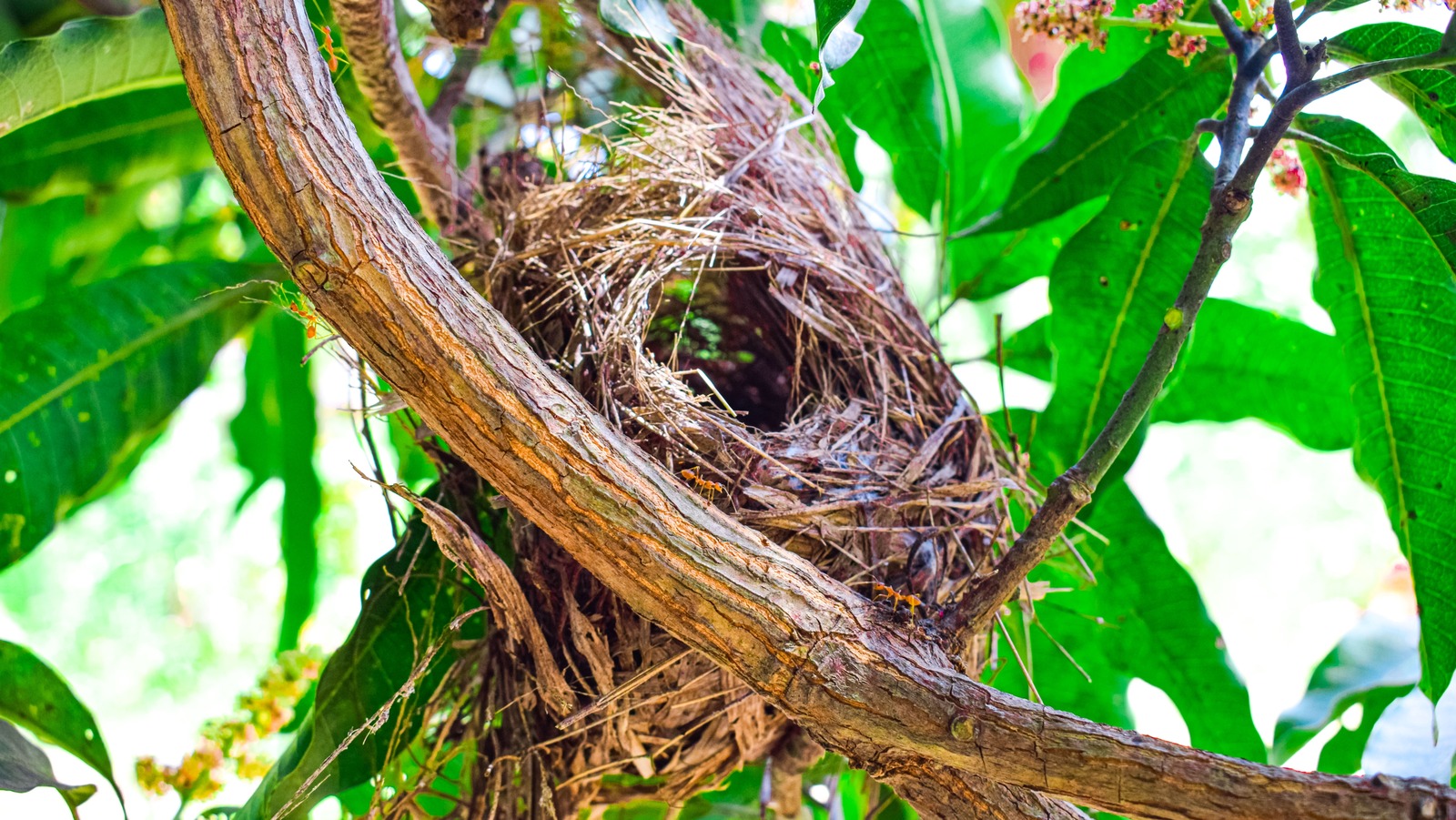 You're Likely Mistaking This Hungry Garden Pest's Nest For A Bird Nest
