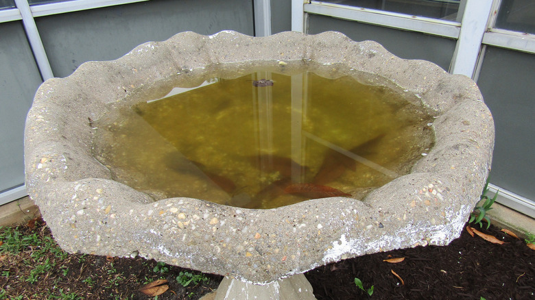 View of dirty birdbath