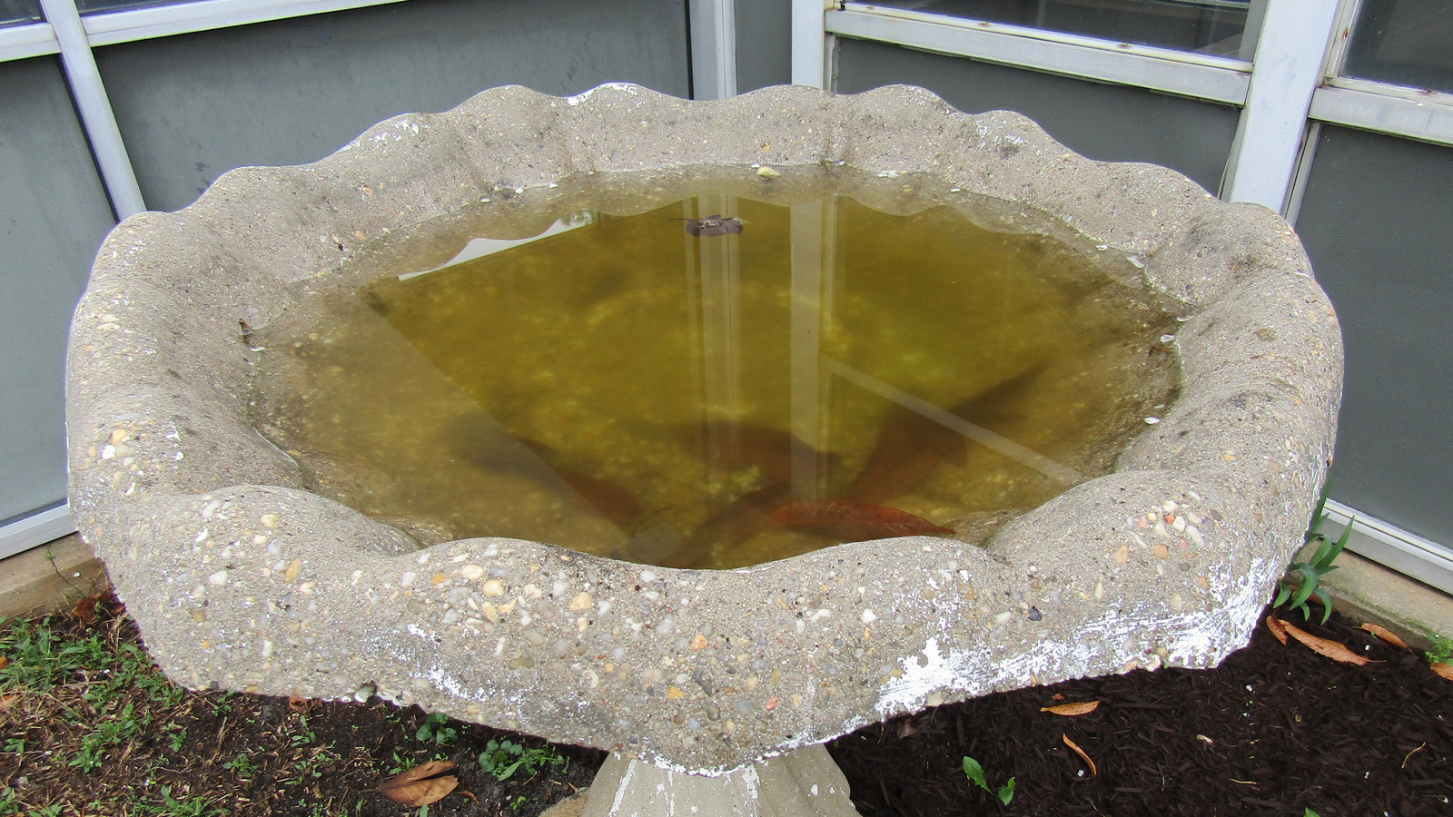 You're Likely Not Cleaning Your Birdbath Often Enough