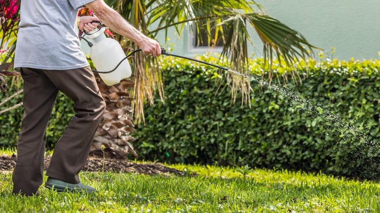 Person applying herbicide to lawn