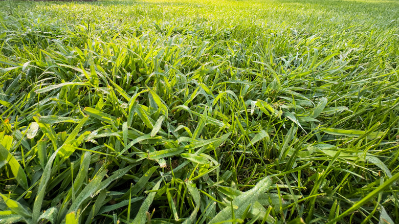 Closeup of crabgrass