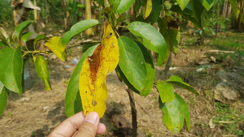 Hand examining discolored leaves on avocado tree