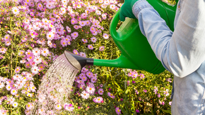 Person using watering can to water asters in the garden
