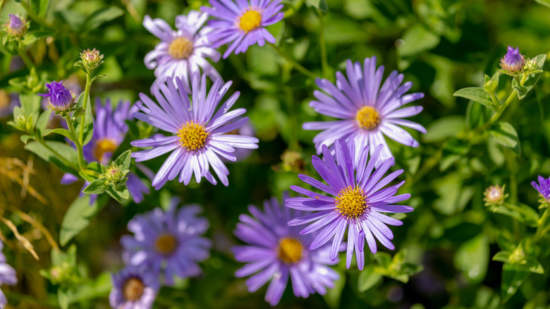 Purple aster flowers in full bloom