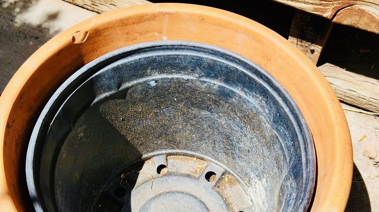 Plastic pot sits inside terra cotta pot as a liner.