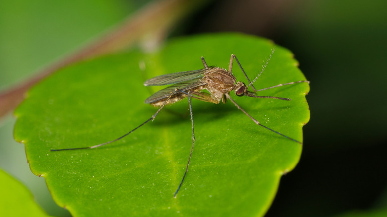 A mosquito sits on the leaf of a plant