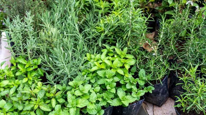 Potted mint and rosemary plants in outdoor garden.