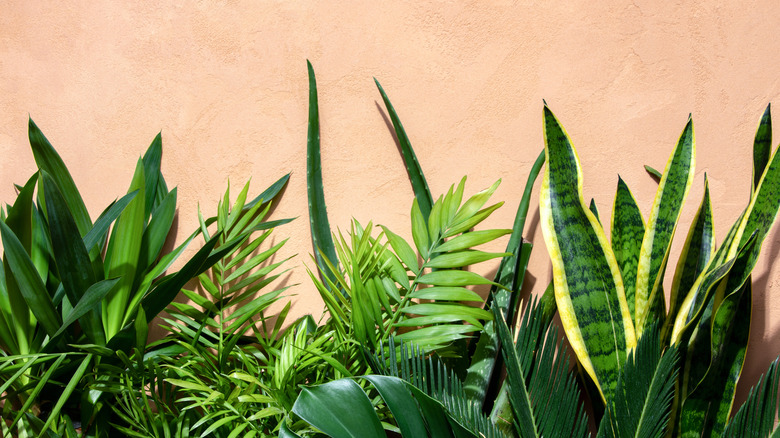 summer background with a copy space above potted tropical plant leaves
