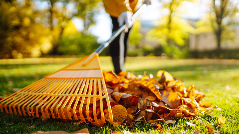 Person using a leaf rake to remove leaves