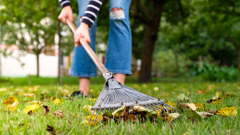 A person raking leaves on a lawn