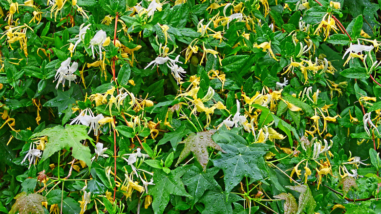 Japanese honeysuckle covering maple tree