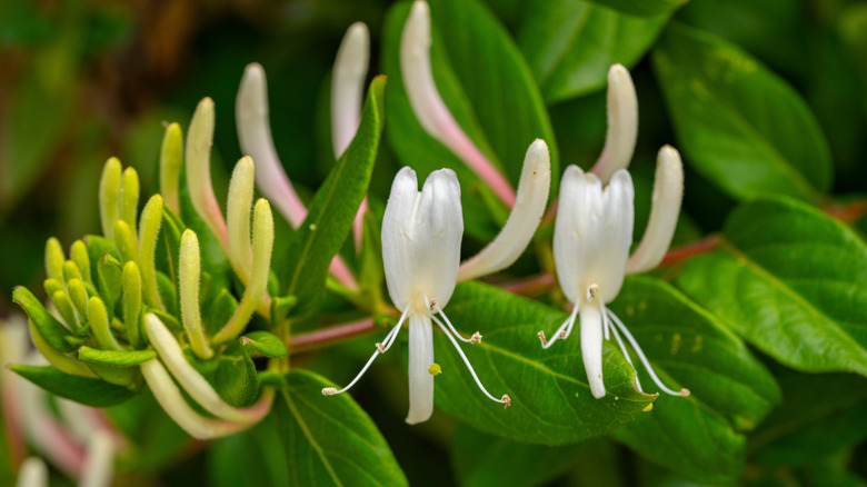 Close-up of white and yellow flowers of Japanese honeysuckle
