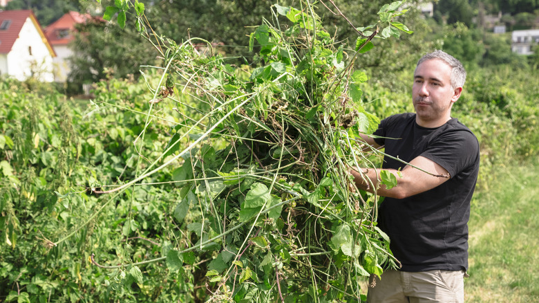 You've Been Warned: This Sweet-Smelling Vine Can Take Over Your Whole Yard