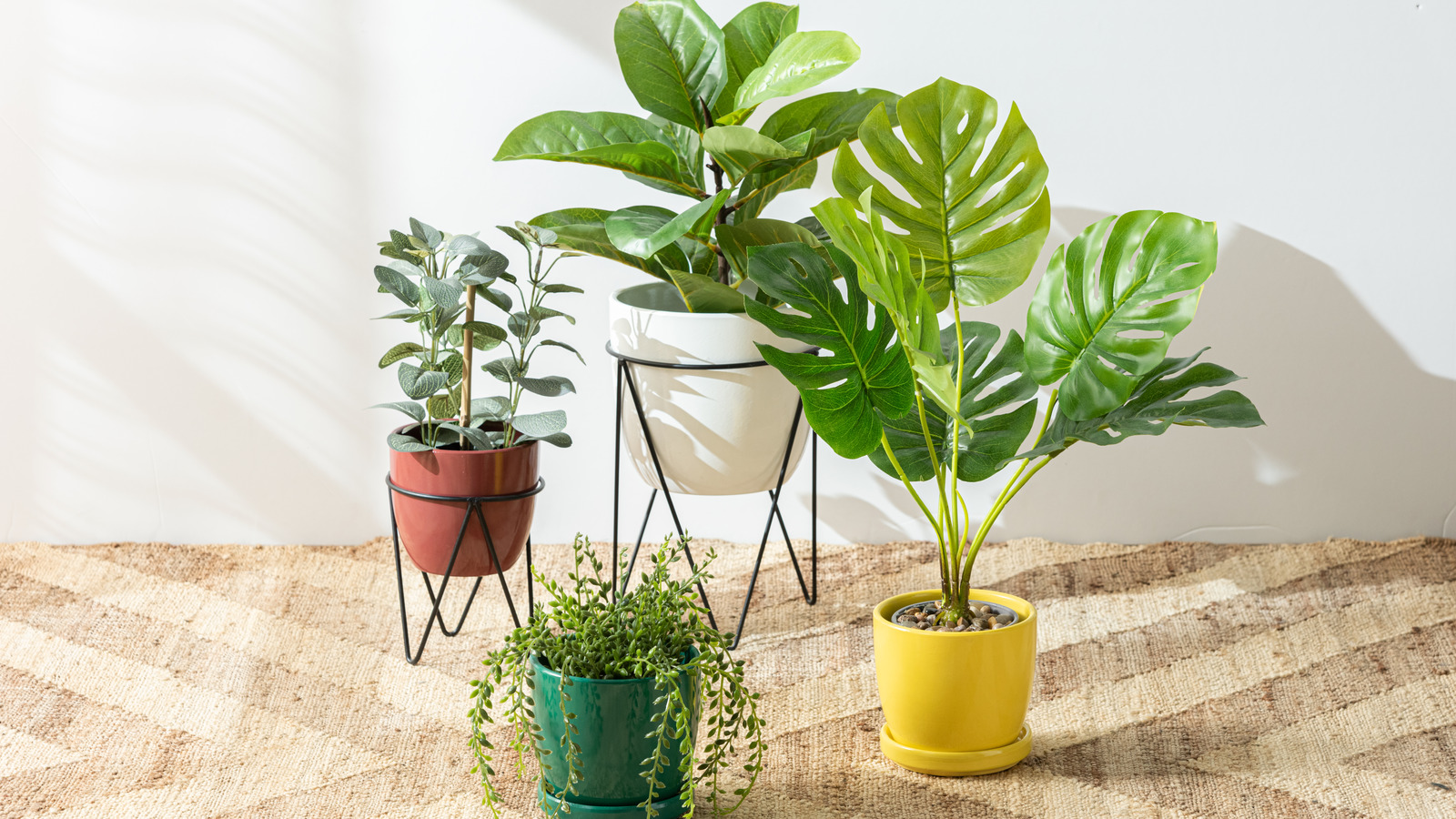 The Trendy Plant Frames That Take Your Greenery Display To The Next Level