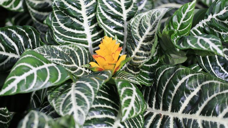 Blooming zebra plant