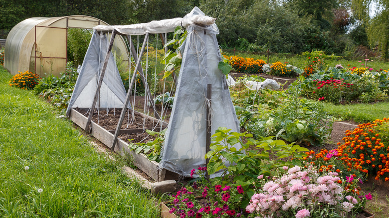 Private garden with greenhouse