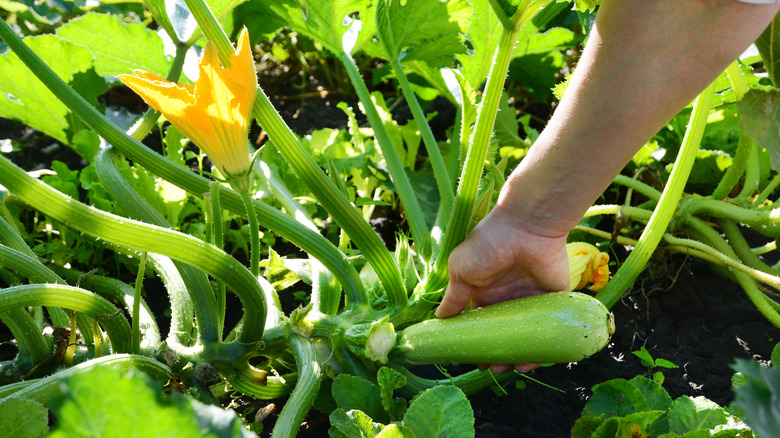 Person picking zucchini in garden