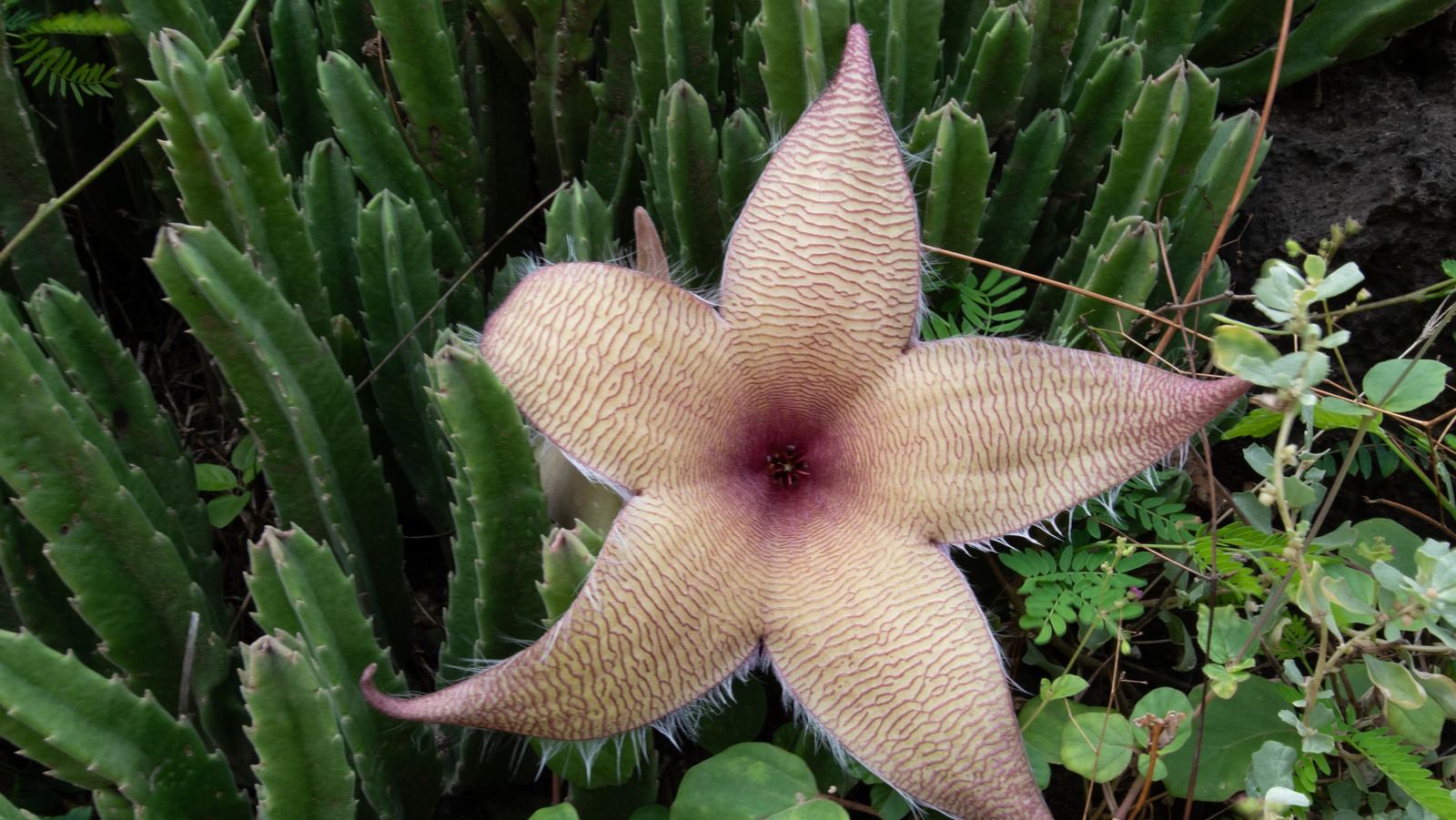 The Cactus Flower From The Zulu Giant Is Beautiful, But Could Be Bad News